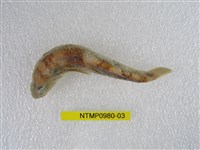 藏品(虎齒鰕虎)的圖片